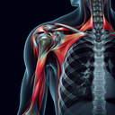 МРТ плечового суглобу